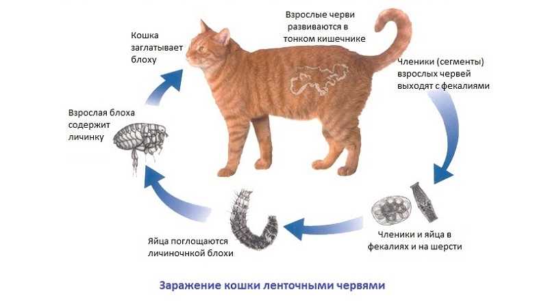 Нематоды у кошек - фото, лечение, симптомы, типы