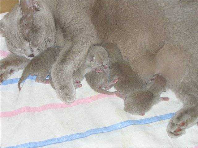 Когда котята должны открывать глаза