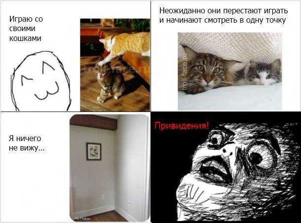 Причины почему кот смотрит в стену