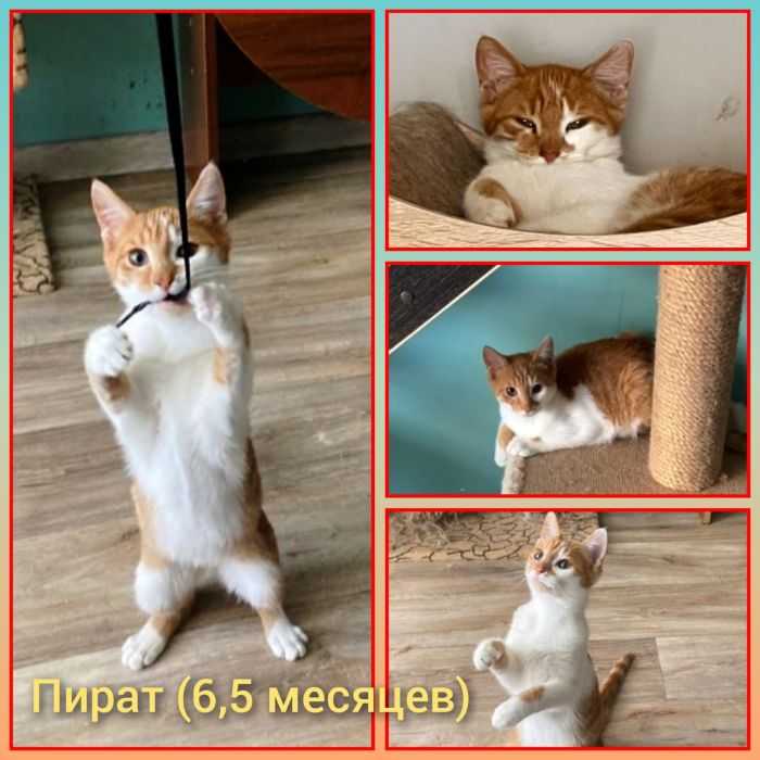 Советы заводчиков: как приручить котенка - рабочие методики приучения котят к рукам