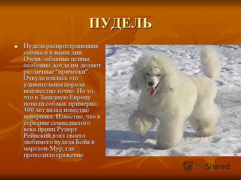 Обзор породы собак карликовый пудель (той пудель): стандарт, уход, фото и видео