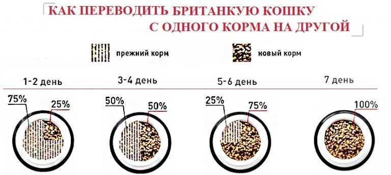 Как приучить котенка к сухому корму: советы
как приучить котенка к сухому корму: советы