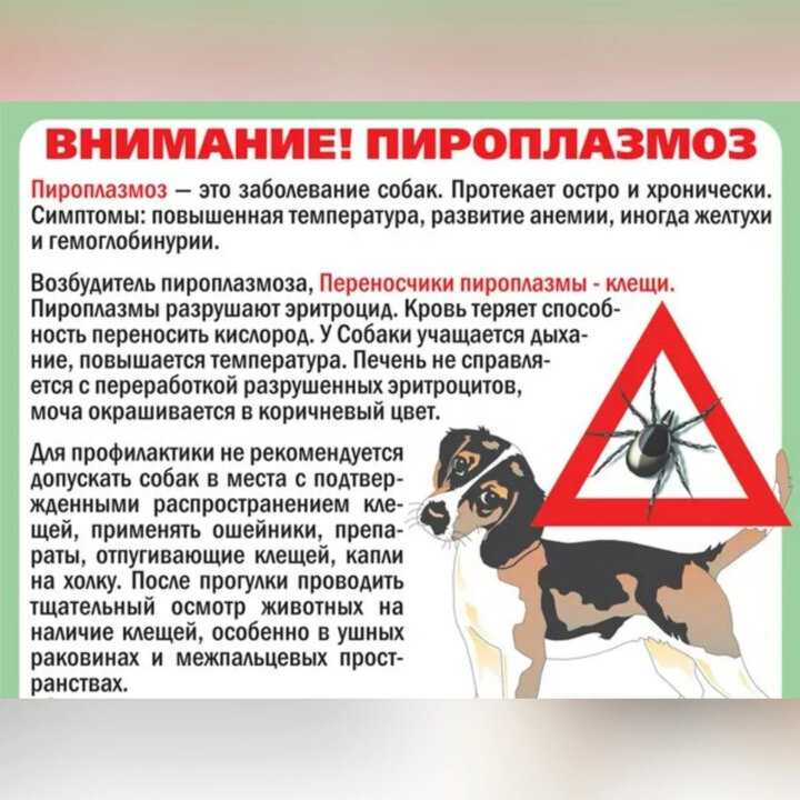 Энцефаломиелит — воспаление головного и спинного мозга у кошек и собак