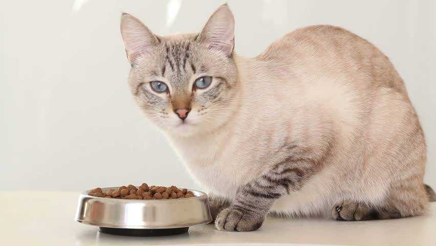 Чем кормить сиамскую кошку: 5 лучших кормов + натуральное питание