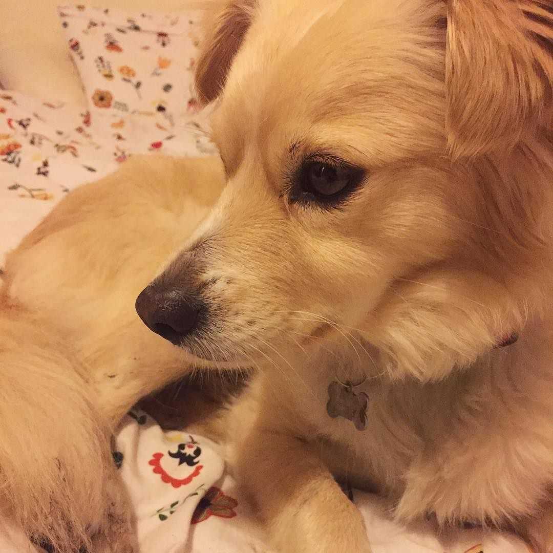 Алопекис