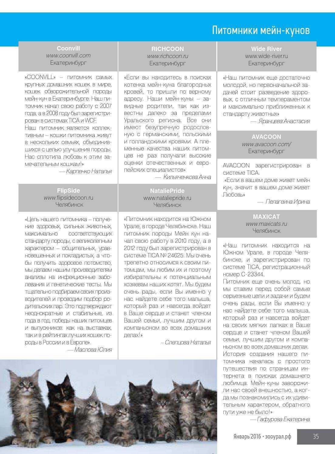 Размеры взрослого кота мейн-кун