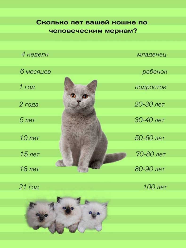 До скольки могут расти котята?