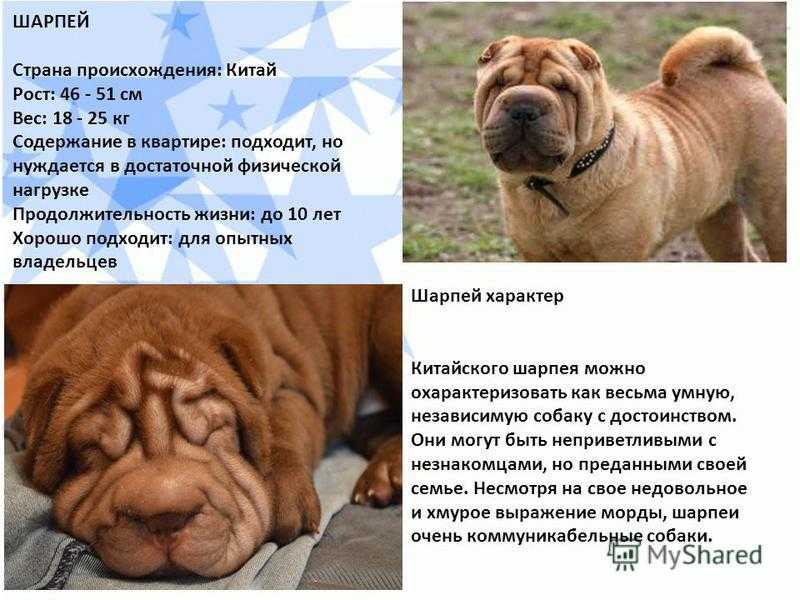 Чем кормить шарпея и как правильно ухаживать.