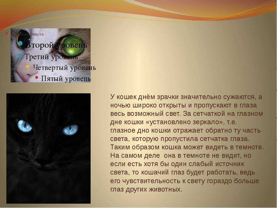 Варианты как можно помочь котенку если у него не открываются или слезятся глаза