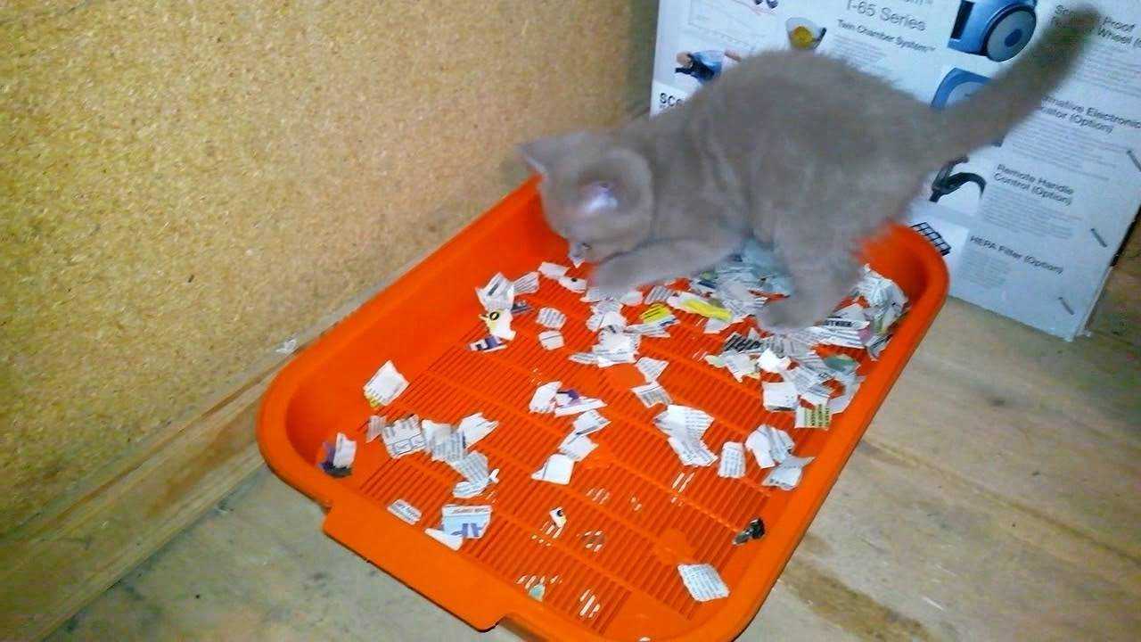 13 советов: как приучить котенка к туалету быстро в домашних условиях