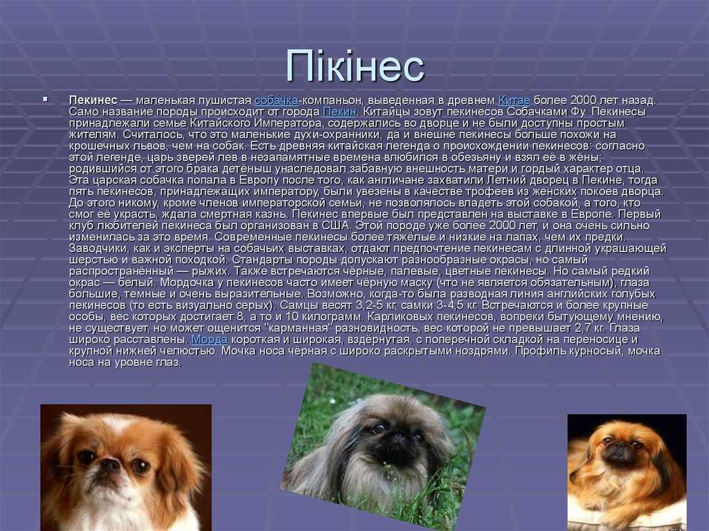 Виды пекинесов: характеристика карликового и королевского все о домашних питомцах: породы и виды, уход, болезни