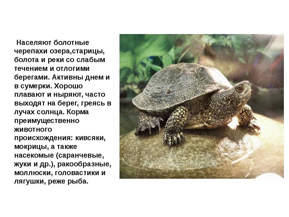 Черепахи россии - где и какие виды можно встретить
