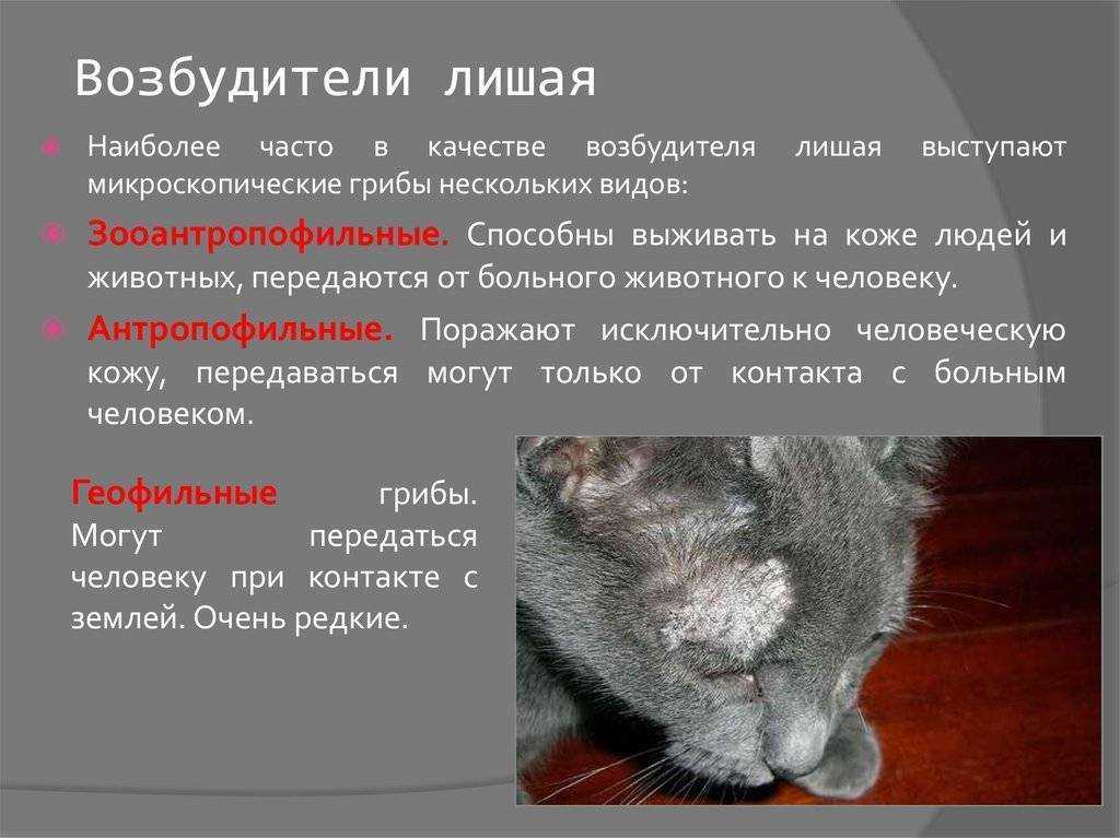 Грибок у кошек: виды и симптомы болезни, эффективные методы лечения
