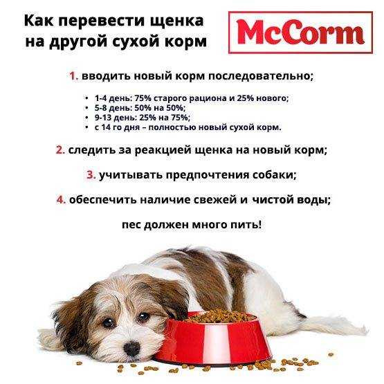 Как приучить собаку к сухому корму и полезно ли это