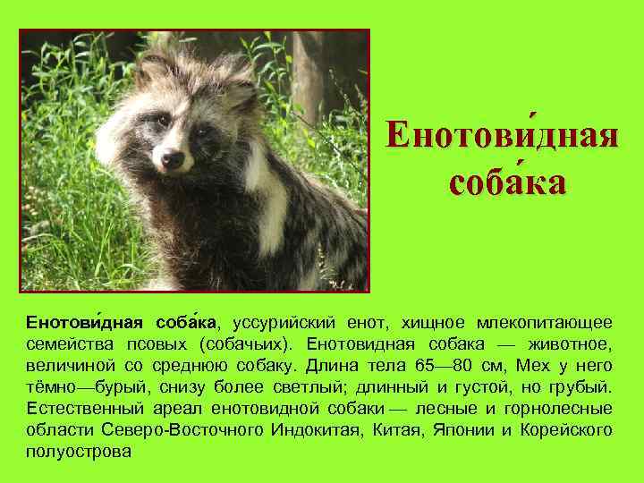 Содержание и уход за енотовидной собакой в домашних условиях