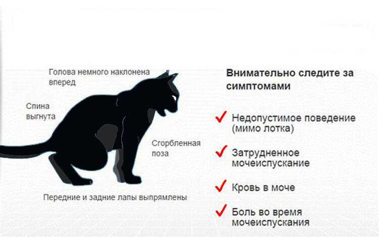 У кота болит хвост - причины, симптомы, лечение