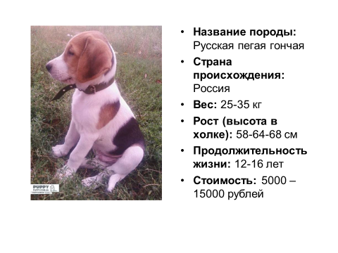 История, характеристики, внешность, воспитание и дрессировка русской пегой гончей