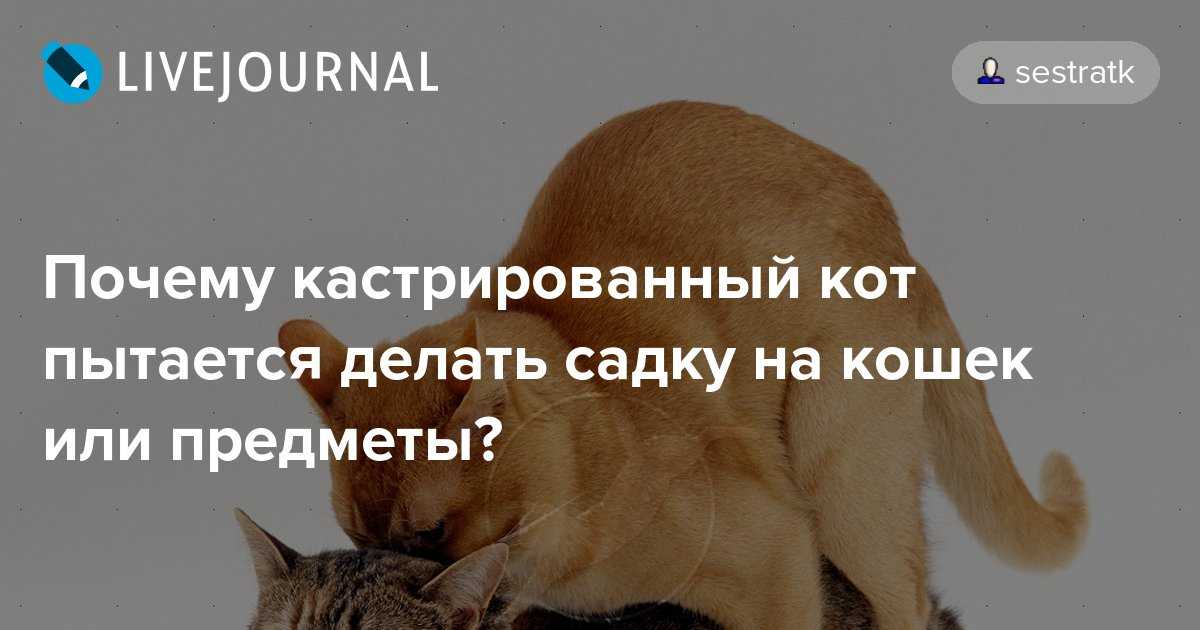 Метят ли кастрированные коты территорию: а если кот уже метил до кастрации?