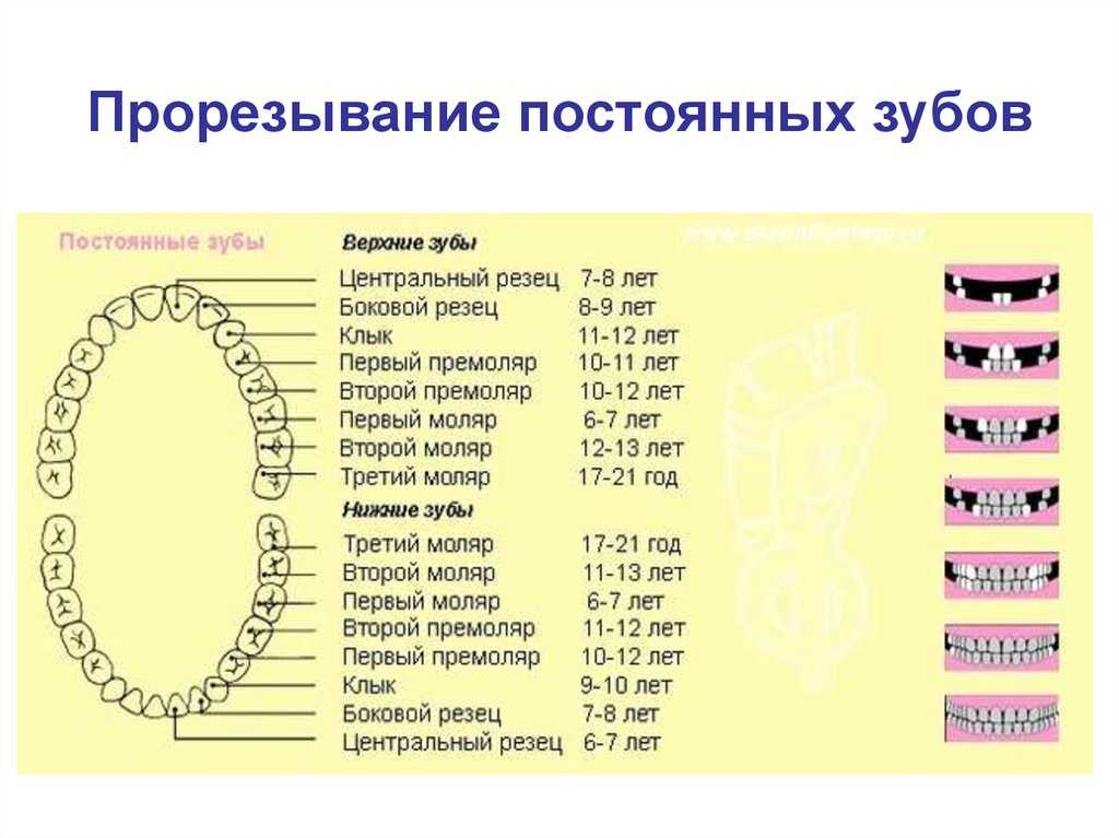 Как по зубам определить возраст собаки