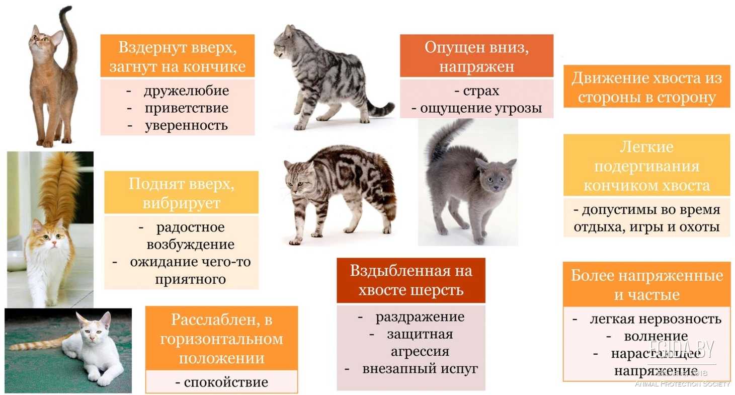 Как определить, стерилизован ли кот: кастрирован или стерилизован