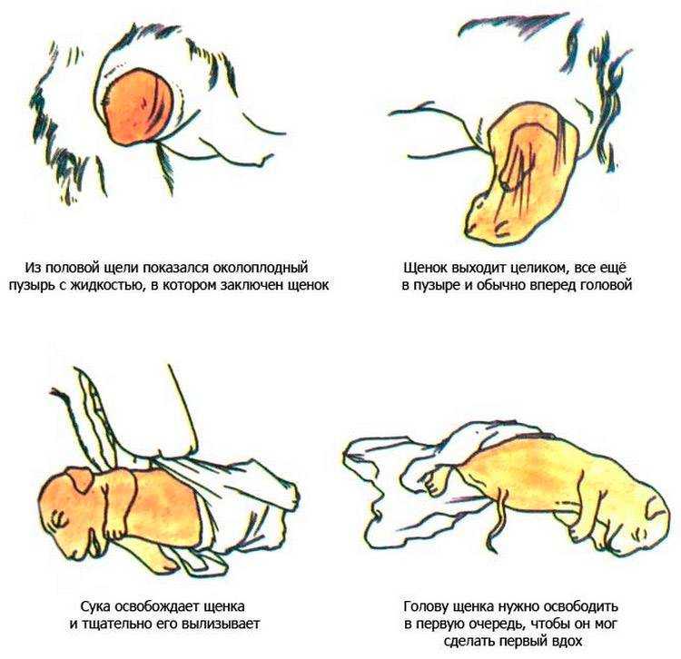 6 признаков, что кошка начинает просить кота первый раз