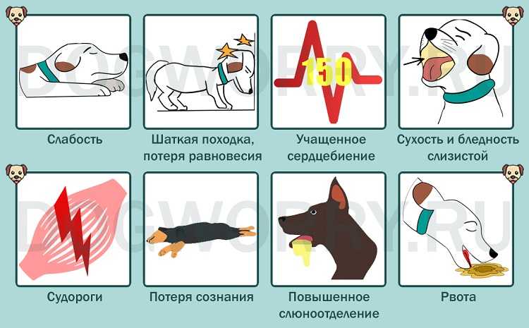 Как и чем померить температуру собаке?