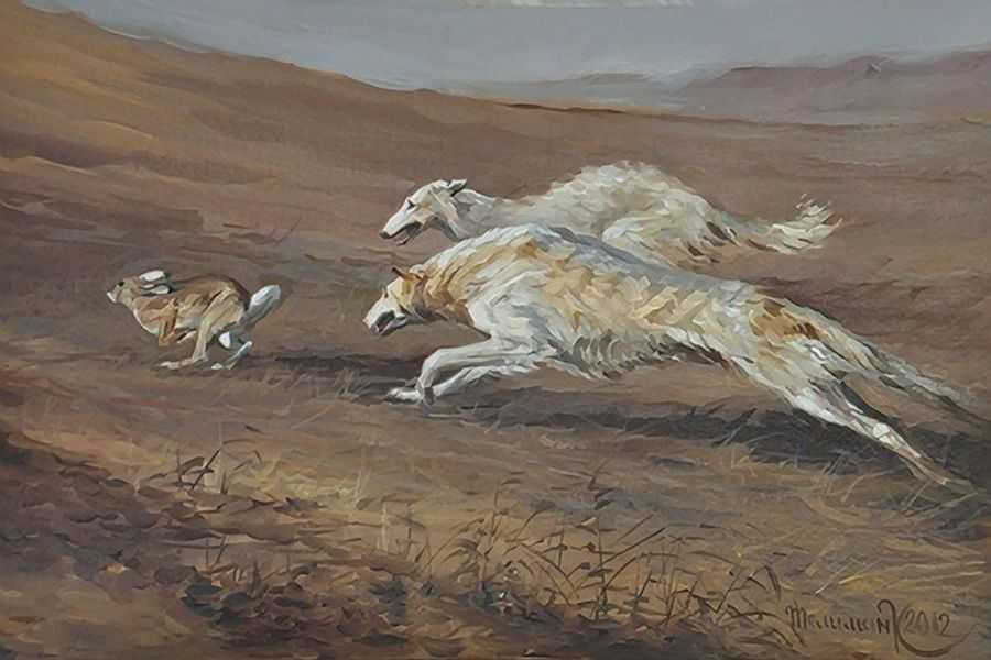 Мадьяр-агар: особенности и история венгерской борзой
