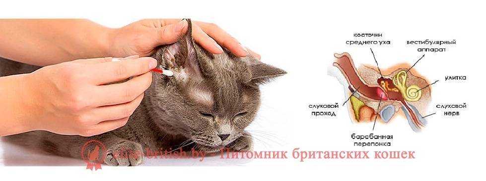 Но при этом у кошки холодные уши и это нормально, потому что температура тела этих животных отличается от человеческой и в данном случае