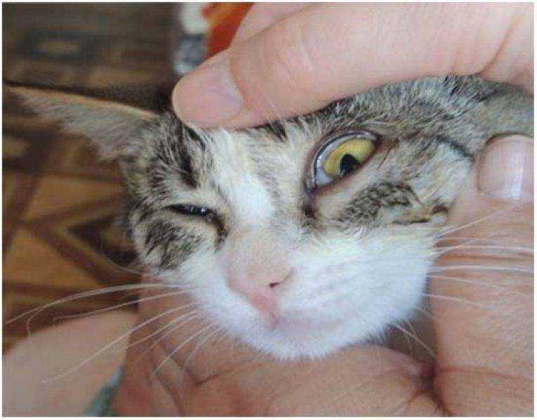 Почему у кошки слезятся глаза