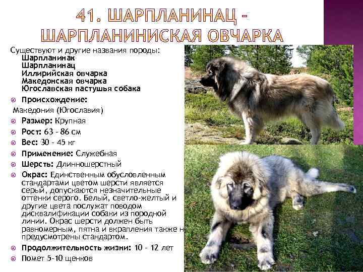Виды овчарок - 53 вида овчарок с фото и кратким описанием