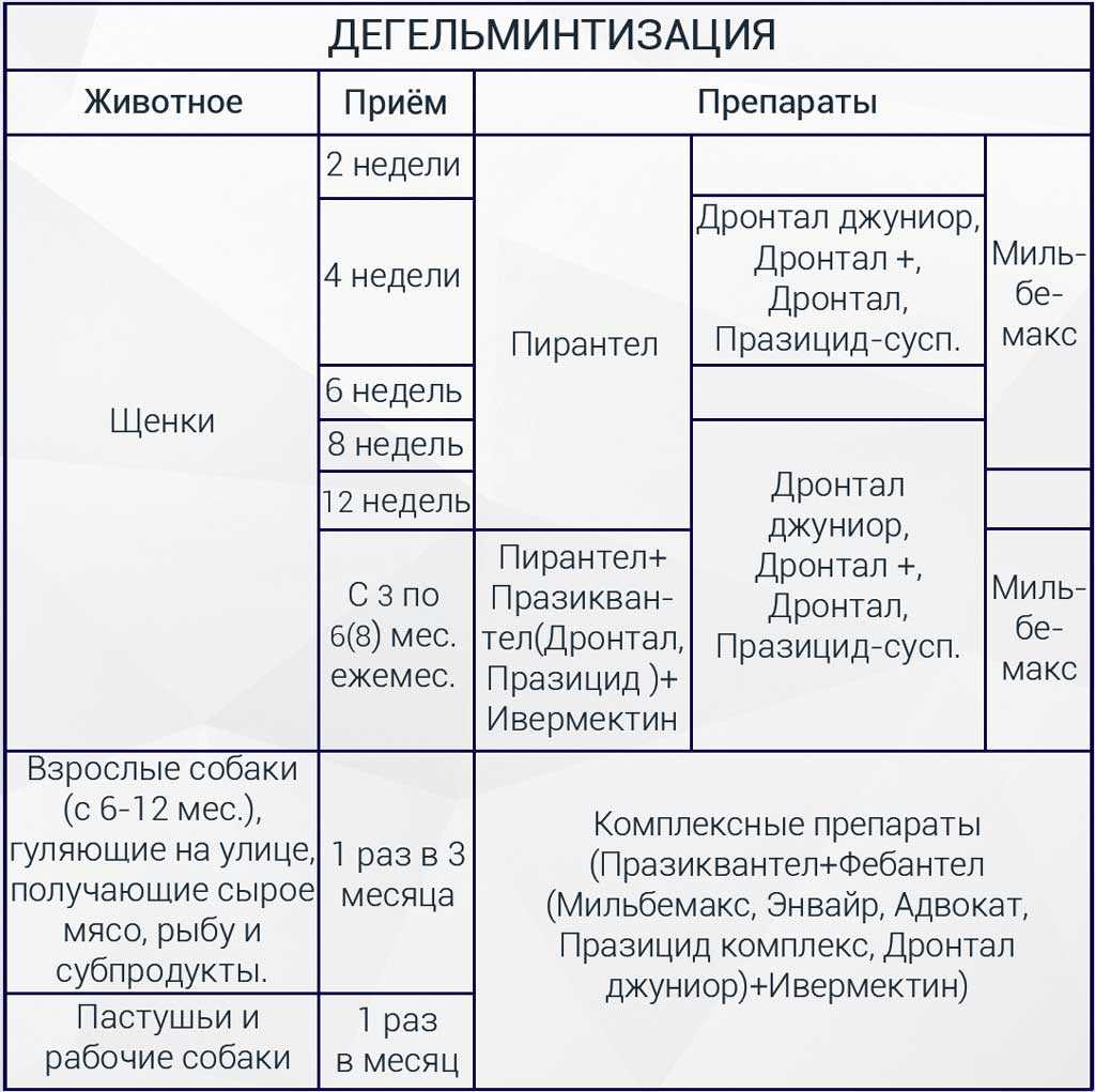 За сколько дней перед прививкой глистогонить собаку: дегельминтизация щенков и взрослых собак перед вакцинацией, применяемые препараты, для чего проводится процедура