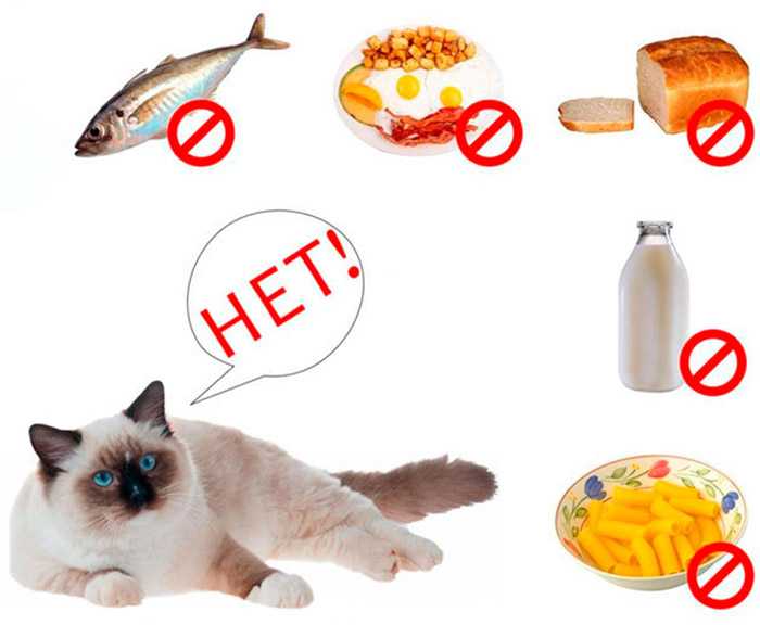 Субпродукты для кошек: какие лучше давать, в каком количестве и как часто, сырые или вареные, для чего вводить в рацион