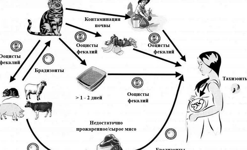 Как проверить кошку на токсоплазмоз