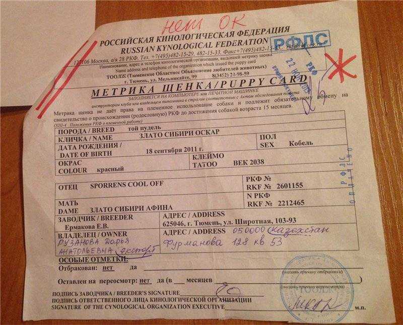 Как получить родословную ркф для собаки: что это и как сделать документы