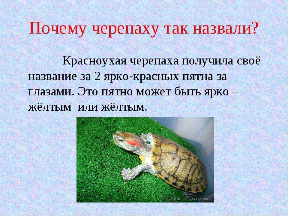 Узнают ли черепахи своих хозяев? могут ли они прикрепиться? -  - 2023