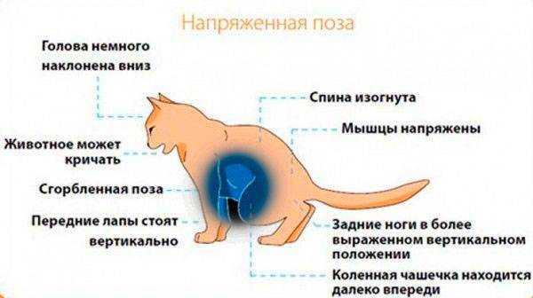 Кровь в кале у кота