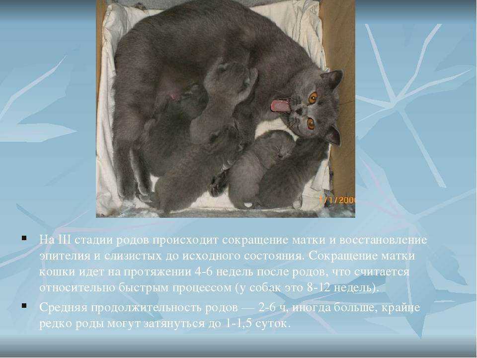 Через сколько беременеют кошки после родов. может ли кошка забеременеть сразу после родов