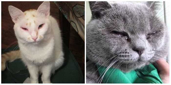 У кошки опухла губа? вот почему и как действовать