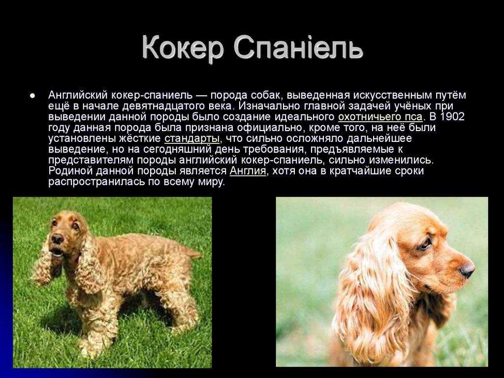 Английский кокер спаниель - описание породы, уход и содержание, сколько живут и другая полезная информация