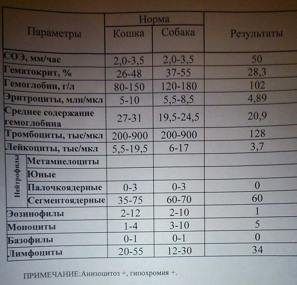 Как определить пироплазмоз у собаки по общему анализу крови