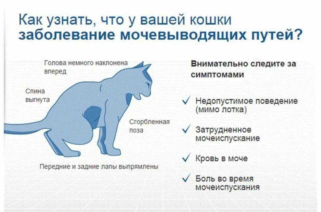 Роды у кошки. помощь кошке при родах. родовспоможение