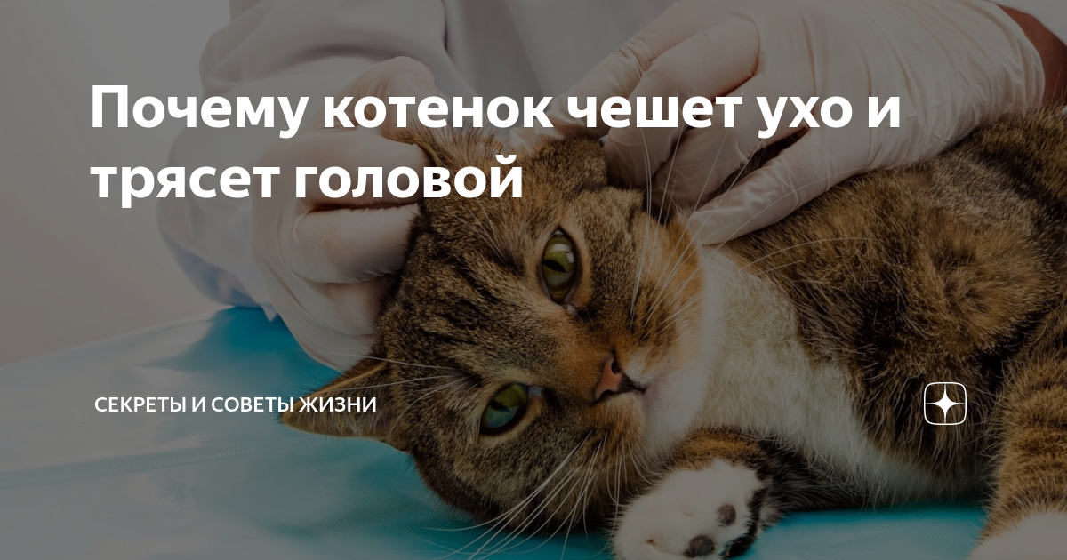 Самые распространённые причины того, почему у кота чешутся уши, приведены в этой статье