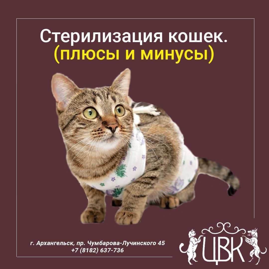 Кошка после стерилизации, поведение и восстановление: сколько дней животное восстанавливается?