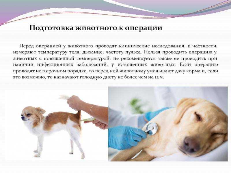 Стерилизация кошек: виды операции, этапы проведения процедуры, подготовка, подходящий возраст, уход за кошкой после стерилизации