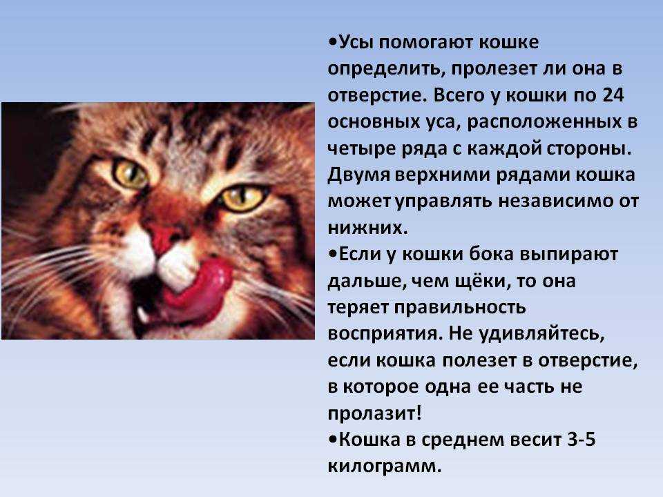 5 причин, почему ломаются усы у котов, кошек или котят: причины выпадения и профилактика