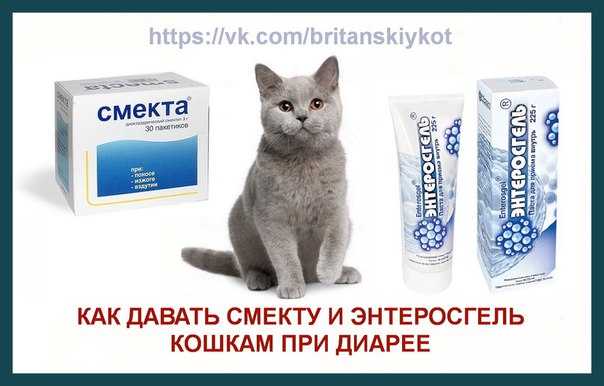 У котенка понос - что делать?