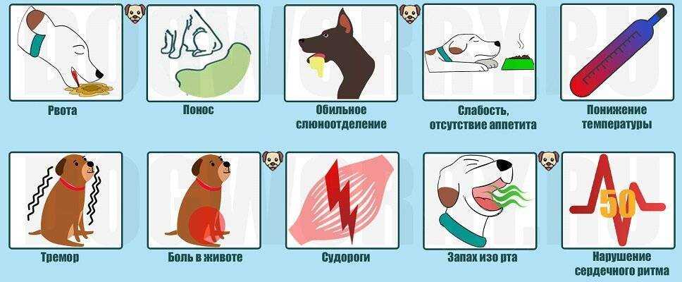Пищевое отравление у собак: симптомы и методы лечения в домашних условиях