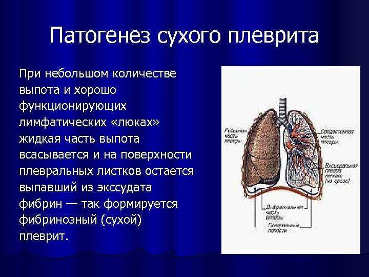 Плеврит у собак: причины, симптомы и лечение