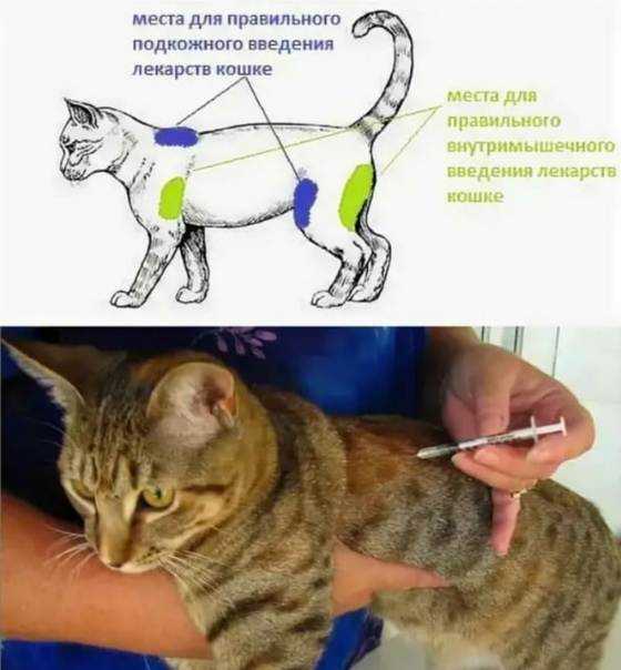 Распространённые болезни у кошек: симптомы и лечение