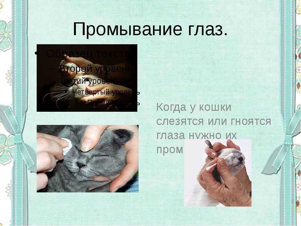 У кошки гноятся глаза: причины и лечение